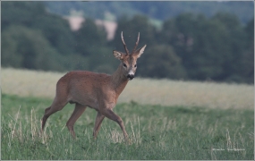 <p>SRNEC OBECNÝ (Capreolus capreolus) Šluknovsko - Jiříkov /European roe deer - Reh/</p>